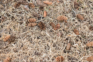 Cones fallen from a pine tree lie on the dried grass.