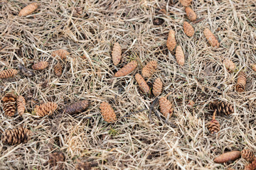 Cones fallen from a pine tree lie on the dried grass.
