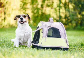 Dog in sunglasses sitting next to his tote ready to go for vacation travel