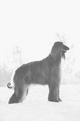Black and white portrait of Afghan Hound standing in profile on sand in desert