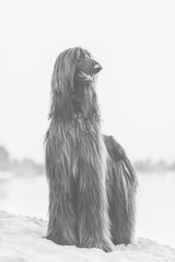 Black and white front portrait of Afghan Hound standing on sand in desert