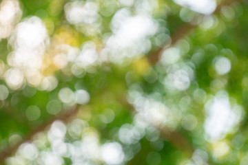 Greenery abstract background. Blurred and defocus effect for spring concept design .