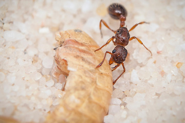 Myrmica specioide