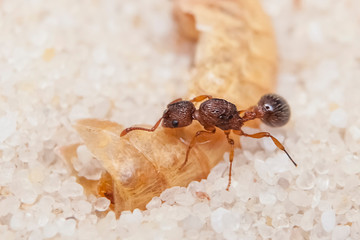 Myrmica specioide