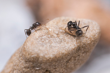 Messor barbarus