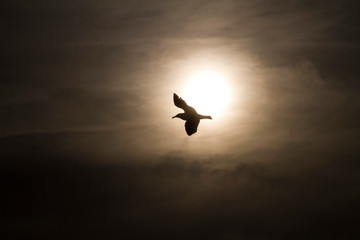 Fototapeta na wymiar seagull on air silhoutte