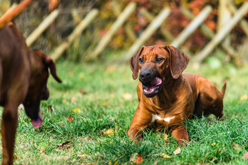 Two funny friendly Rhodesian Ridgeback dogs playing, running, chasing