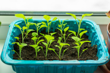 Young petunia seedlings. Independent cultivation of petunias from seeds.