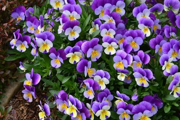 flover