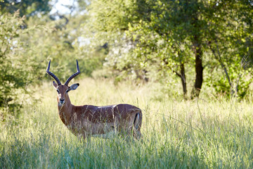 antilope
