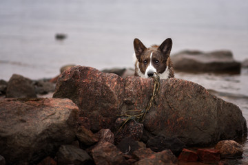 Adult dog welsh corgi cardigan posing outdoore