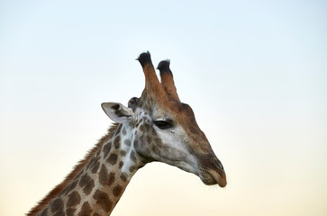 giraffe kopf