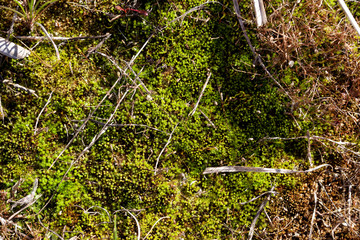 Green moss forest ground texture.