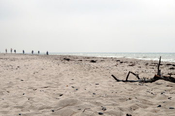 Treibholz am Ostsee Strand mit Menschen im Hintergrund