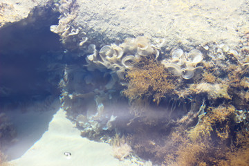 Seabed, golden-yellow solar patches of light. The greased image of seaweed reminding light spots. Soft focus. Blyur.