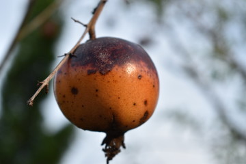 Pomegranate Fruit