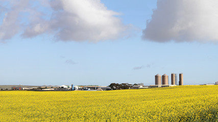 Canola fields in the Western Cape