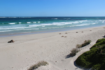 Seal Bay (Kangaroo Island - Australia)