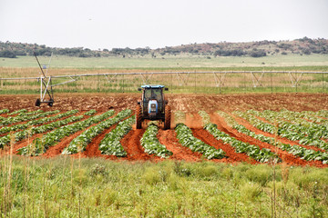 Farming in the Nortwest, South Africa 