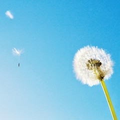 Seeds fly out of a dandelion against a clear sky