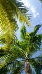 Obraz premium Palmeras