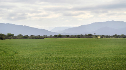 Fototapeta na wymiar Corn fields in the Western Cape