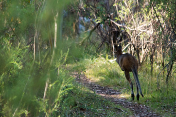 Wallaby hopping away along a path
