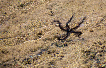 Black Starfish in the sea, low tide. Egypt. Photo taken above the water.