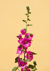 Bright pink hollyhock flower against a yellow wall