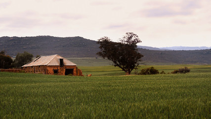 Corn fields in the Western Cape