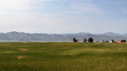 Corn fields in the Western Cape