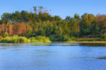 river in the autumn forest. Russia