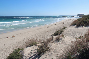 Seal Bay (Kangaroo Island - Australia)