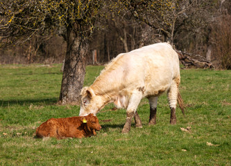 Obraz na płótnie Canvas cow with calf on a meadow