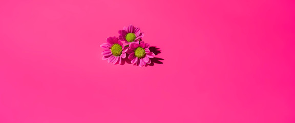 Obraz na płótnie Canvas Floral pattern background made of pink chamomile daisy flowers. Flat lay, top view. Floral background. Pattern of flower buds.