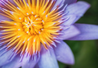 Pollen, lotus flower, colorful and attractive.