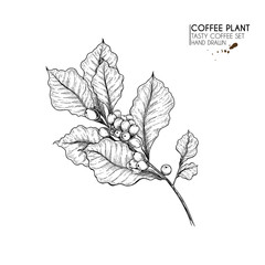 Coffee set. Hand drawn coffee tree branch with berries and leaves. Vector engraved icon. Morning fresh drink. For restaurant and cafe menu, coffee shop flyer, banner design template.