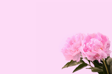 Obraz na płótnie Canvas pink peonies on a gentle background