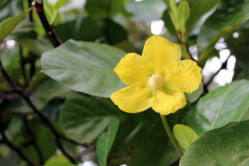 Obraz premium In a garden in Singapore