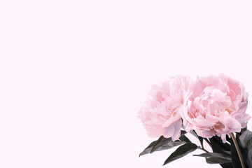 pink peonies on a gentle background