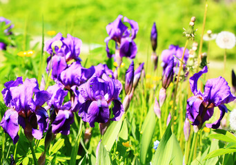 purple irises in the summer garden