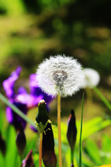fluffy dandelion in the summer garden