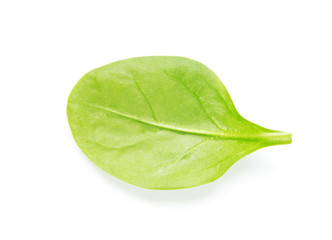 Naklejka na ściany i meble Green spinach leaf on white background - Image