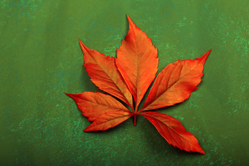 red autumn leaves on abstract background