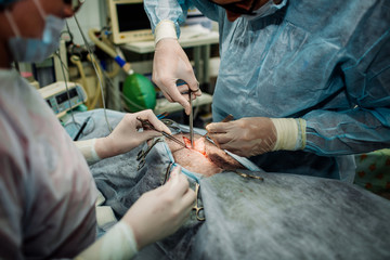 Operation on dog in a veterinary clinic.