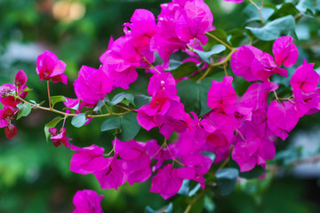 Obraz na płótnie Canvas Purple bougainvillea flowers in the summer garden