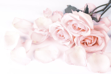 Obraz na płótnie Canvas gently pink roses retro style. wedding shabby chic background