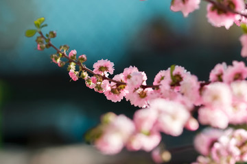 Beautiful floral spring abstract background of nature. Branches of blossoming cherry macro with soft focus on gentle turquoise sky background. For easter and spring greeting cards. Pink Sakura flower.