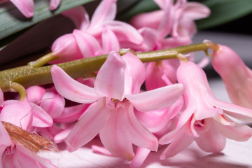 Macro shot of pink hyacinth flower 