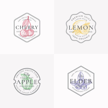 Fruit and Berries Badges or Logo Templates. Set Hand Drawn Lemon, Cherry, Apple and Elderberry Sketch with Leaf Retro Typography and Borders. Vintage Premium Emblems.